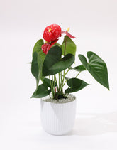 Anthurium plant with red flowers